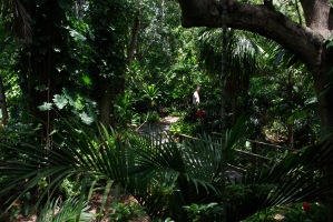 Brisbane Botanical Garden