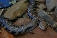 Blue Tongued Lizards